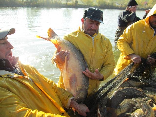 Navod Noiembrie 2013 - Crapi ramasi - peste-sulimanu-7.JPG